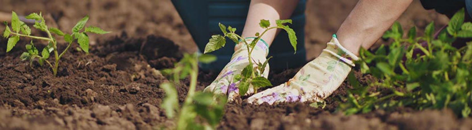 Entretien du jardin en avril, quelques conseils utiles